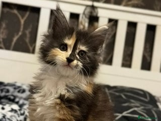 Maine Coon cats 🐱2 GIRLS MAINE COON KITTENS READY FOR NEW HOME🐱 - Advert 18