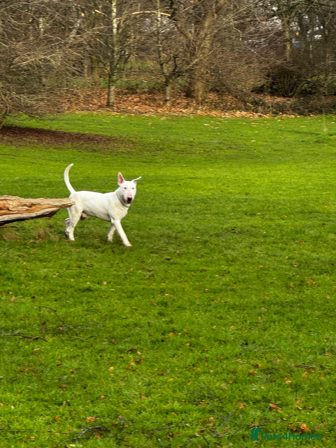 English Bull Terrier dogs for sale: Bull terrier  - Advert 4