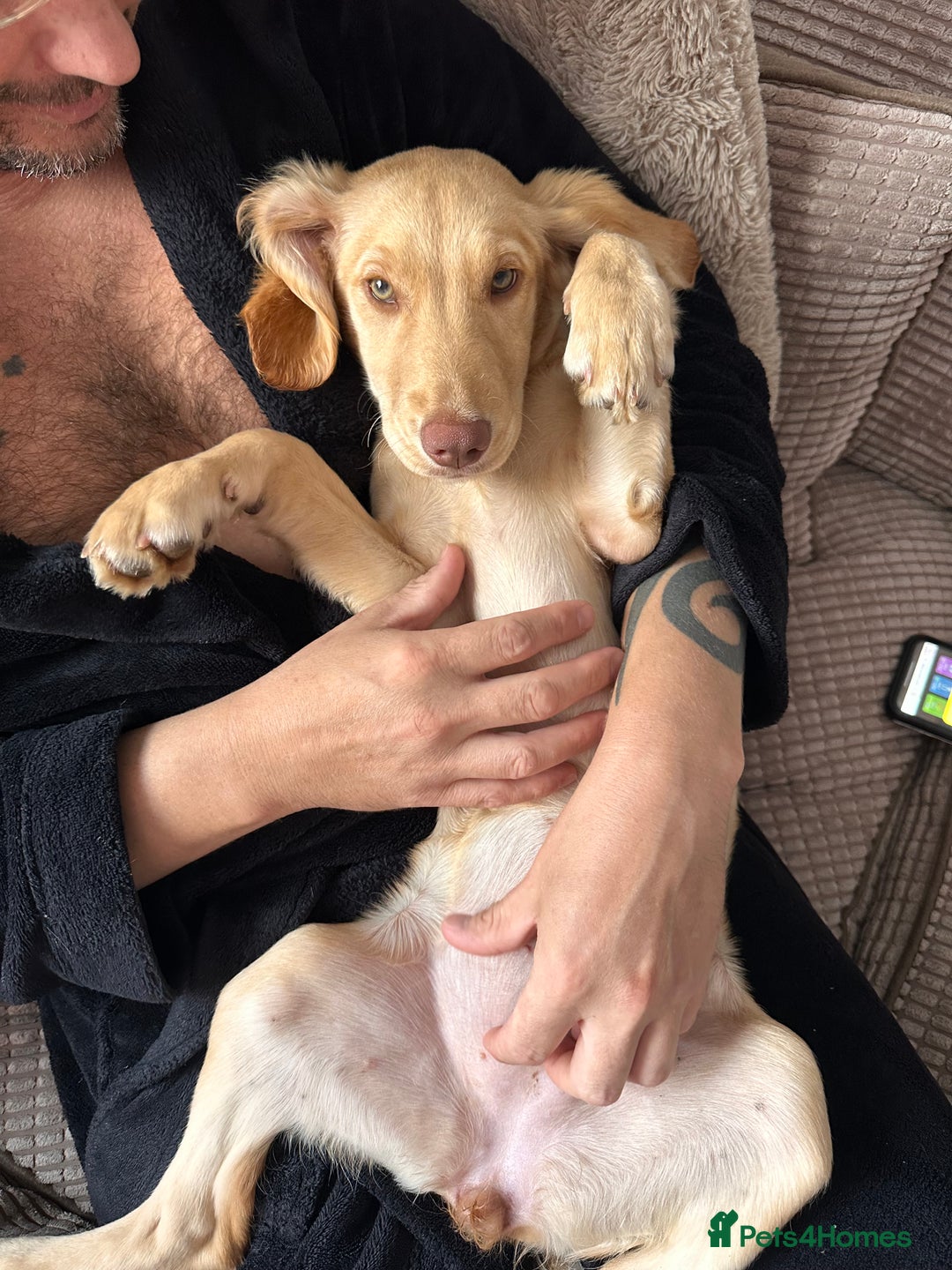 Sprocker dogs for sale: Sprocker spaniel 5 months old  - Image 9