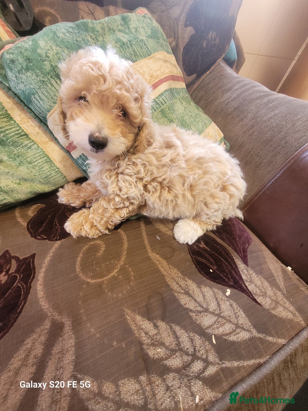 Miniature Poodle dogs for sale: Miniture poodle pups  - Image 6