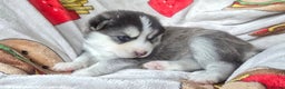 Pomsky dogs for sale: Pomsky Puppies for Sale - Advert 31