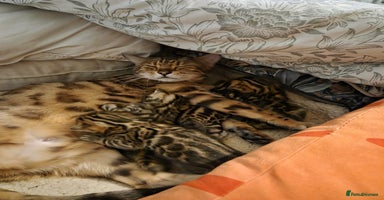 Bengal cats Gorgeous TICA Bengal Kittens - Ready 15/01/2026 - Advert 4