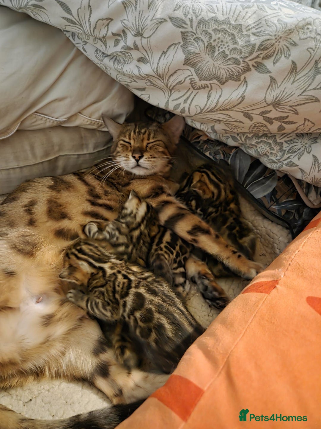 Bengal cats for sale: Gorgeous TICA Bengal Kittens - Ready 15/01/2026 - Advert 3