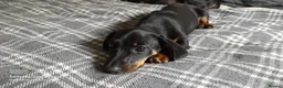 Miniature Dachshund dogs for sale: 13  week old mini dachshund puppy   - Advert 10
