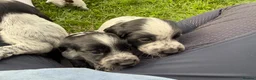 Cocker Spaniel dogs for sale: Gorgeous working cocker spaniel puppies - Advert 7