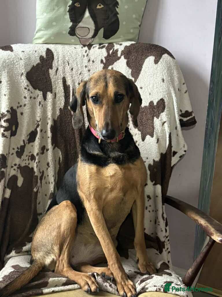 Mixed Breed dogs Bonnie is a beautiful 4.5 year old Jura - Advert 2