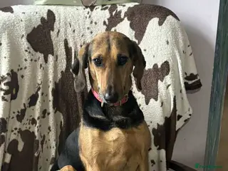 Mixed Breed dogs Bonnie is a beautiful 4.5 year old Jura - Advert 2