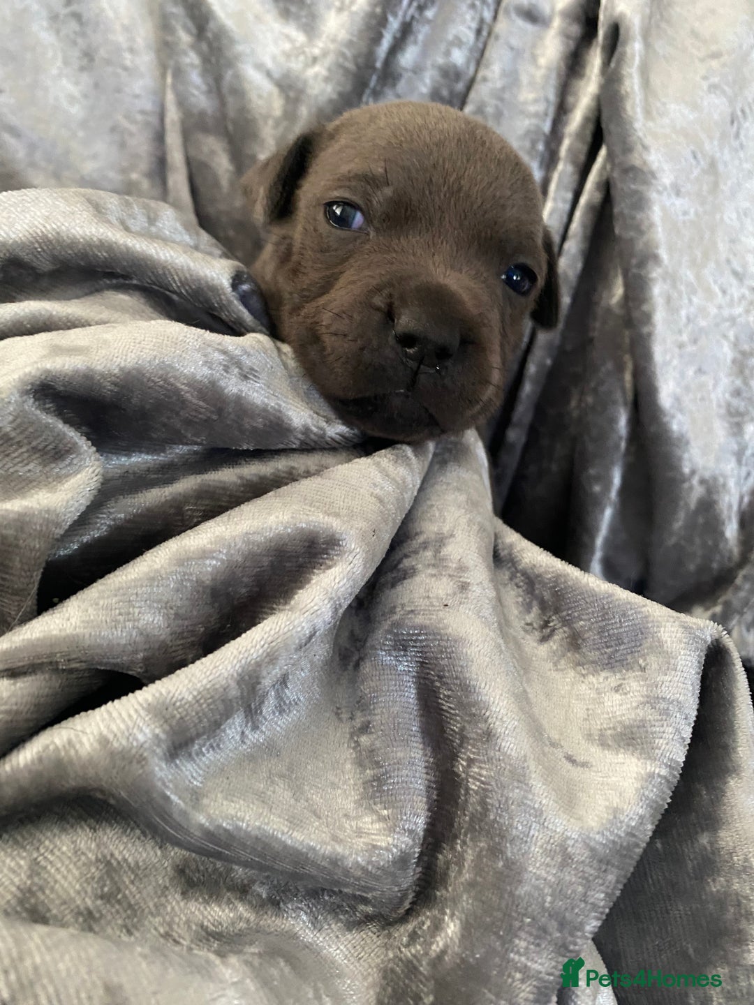 Staffordshire Bull Terrier dogs for sale: Blue Staffordshire bullterrier  - Image 4