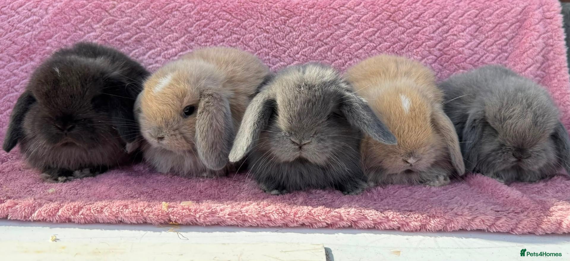 Mini Lop rabbits Pure bred Mini Lop Rabbits - Advert 1
