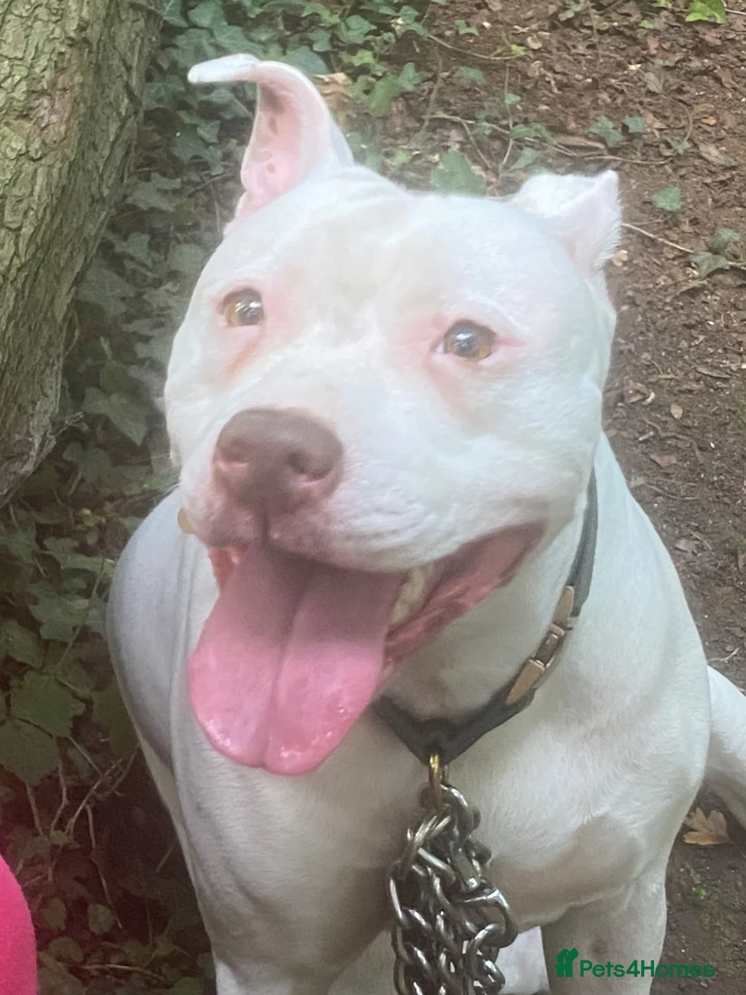 Mixed Breed dogs for sale: Stunning American Bull Staffy Puppies - Advert 2