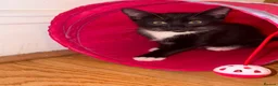 Mixed Breed cats for sale: Beautiful kittens  in Merthyr Tydfil - Advert 4