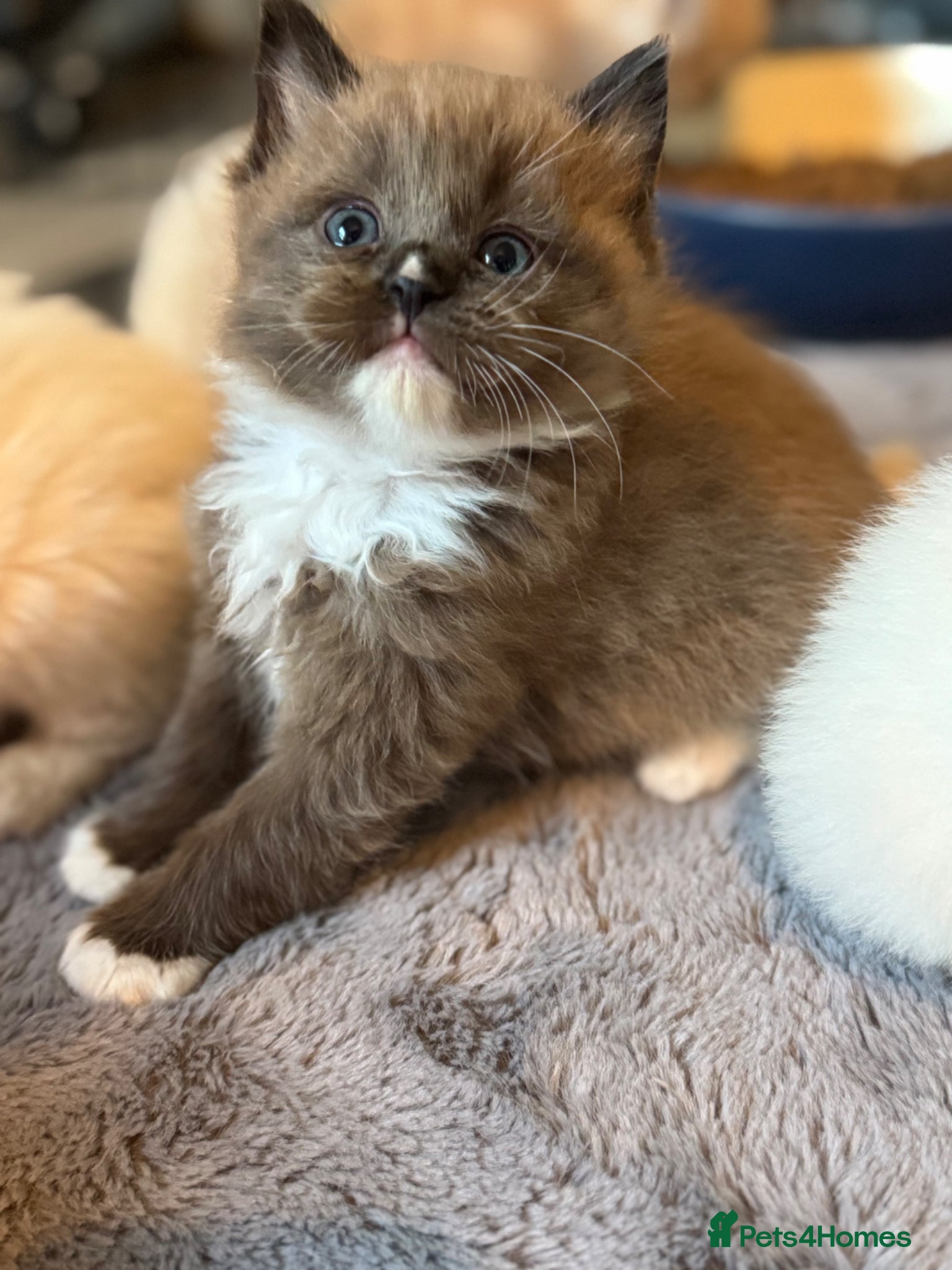 Ragdoll cats Full pedigree registered tica mink/sepia babies  - Advert 6
