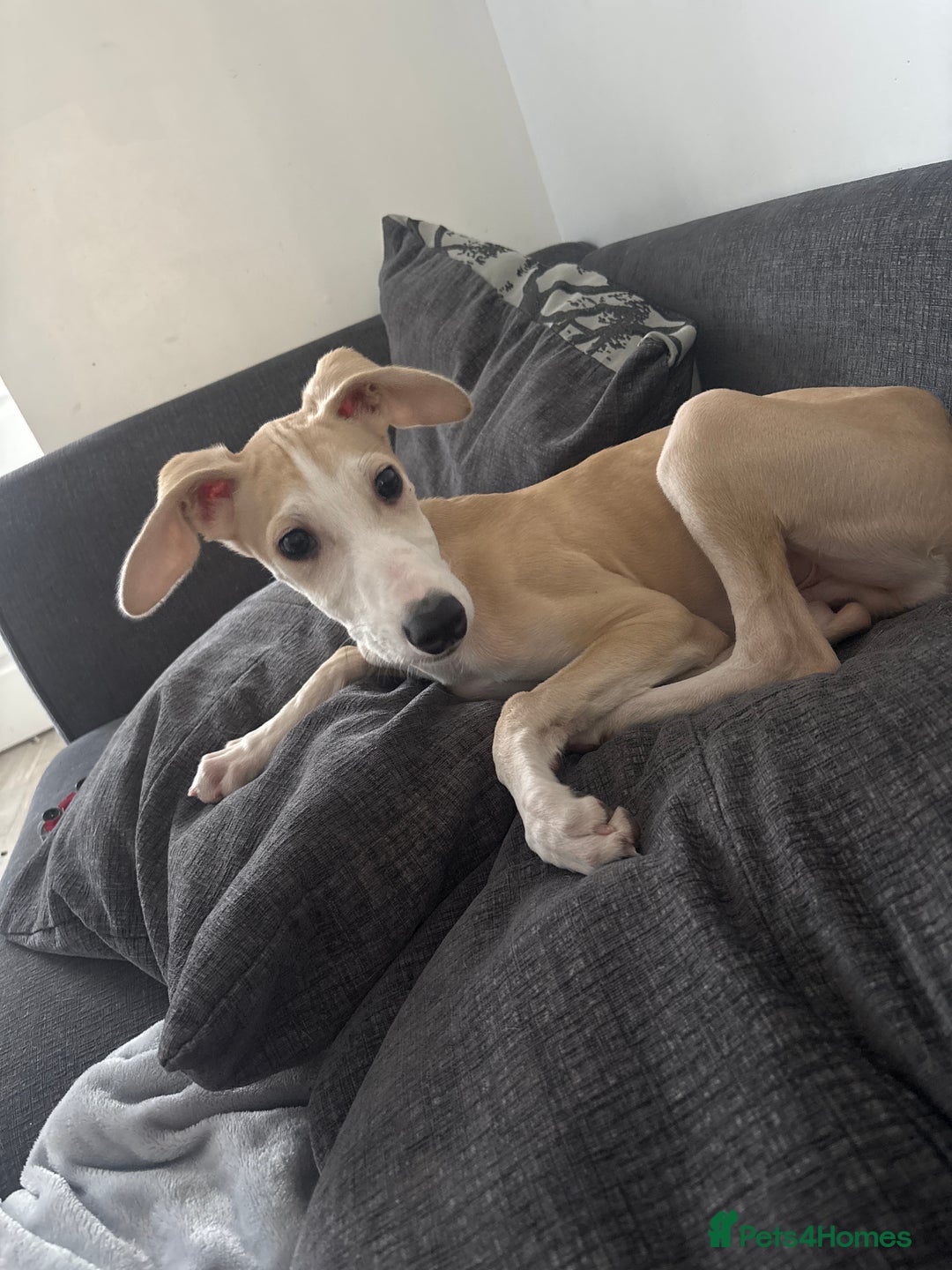 Lurcher dogs for sale: Puppy Male Lurcher - Advert 4
