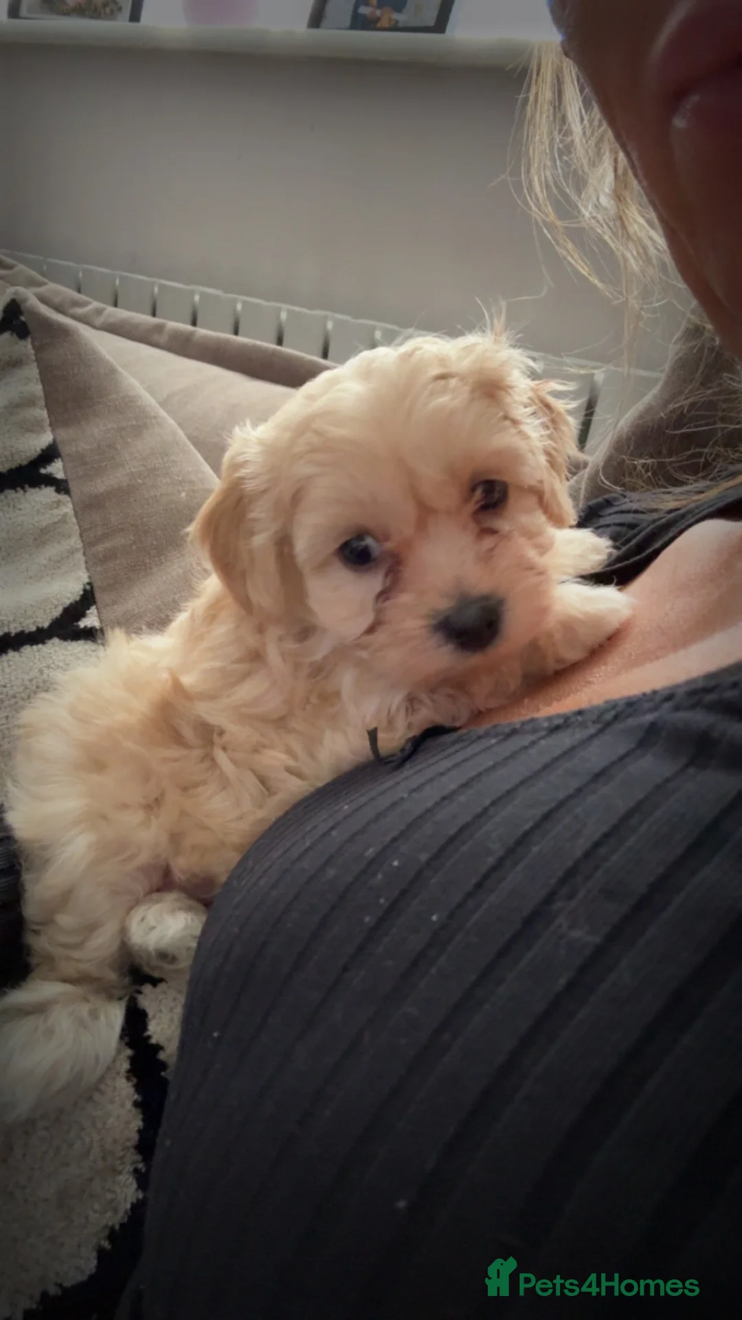 Mixed Breed dogs for sale: 2 beautiful Maltipoos left  in Matlock - Advert 6