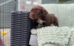 Mixed Breed dogs for sale: French Bulldog x Springer Spaniel pups ready 15Oct - Image 22