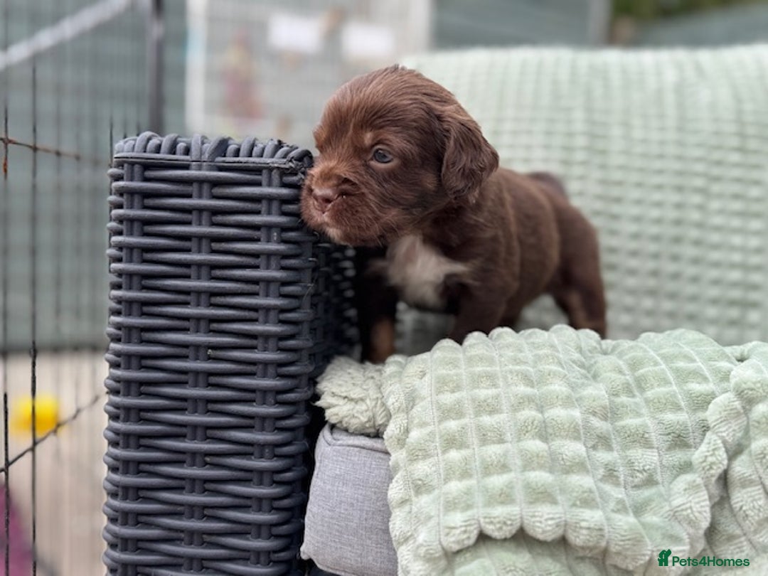 Mixed Breed dogs for sale: French Bulldog x Springer Spaniel pups ready 15Oct - Image 22
