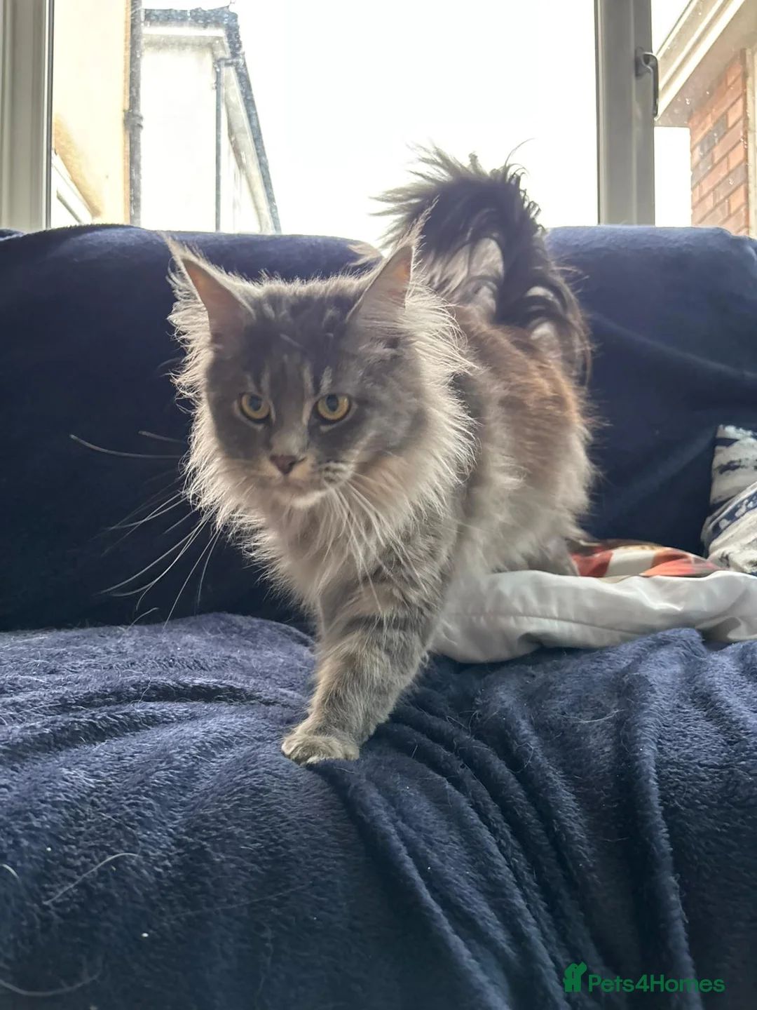 Maine Coon cats for sale: Stunning Active Maine Coon 16 month old girl 🩷 - Advert 2