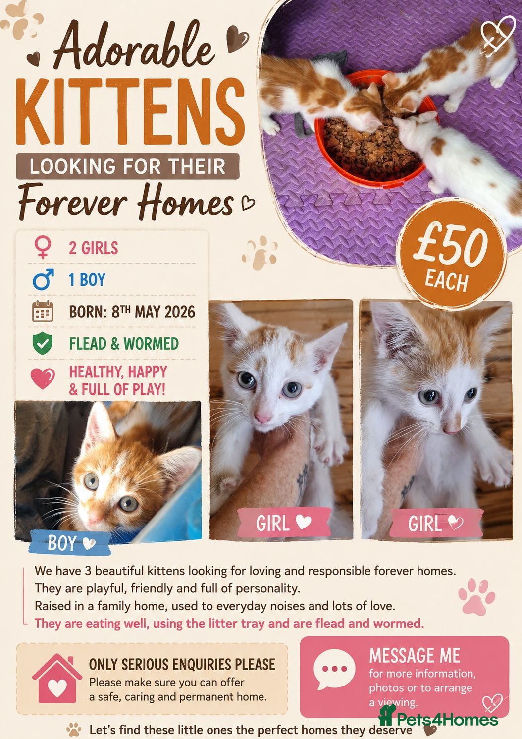 Mixed Breed cats 3 ginger and white kittens - Advert 1