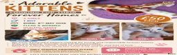 Mixed Breed cats for sale: 3 ginger and white kittens in Wakefield - Advert 1