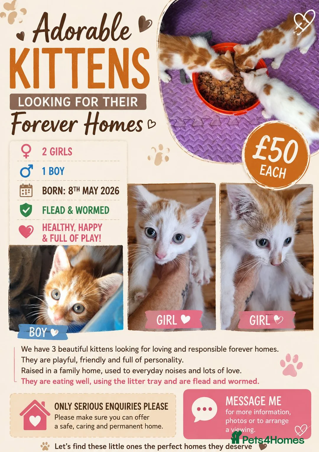 Mixed Breed cats for sale: 3 ginger and white kittens in Wakefield - Advert 1