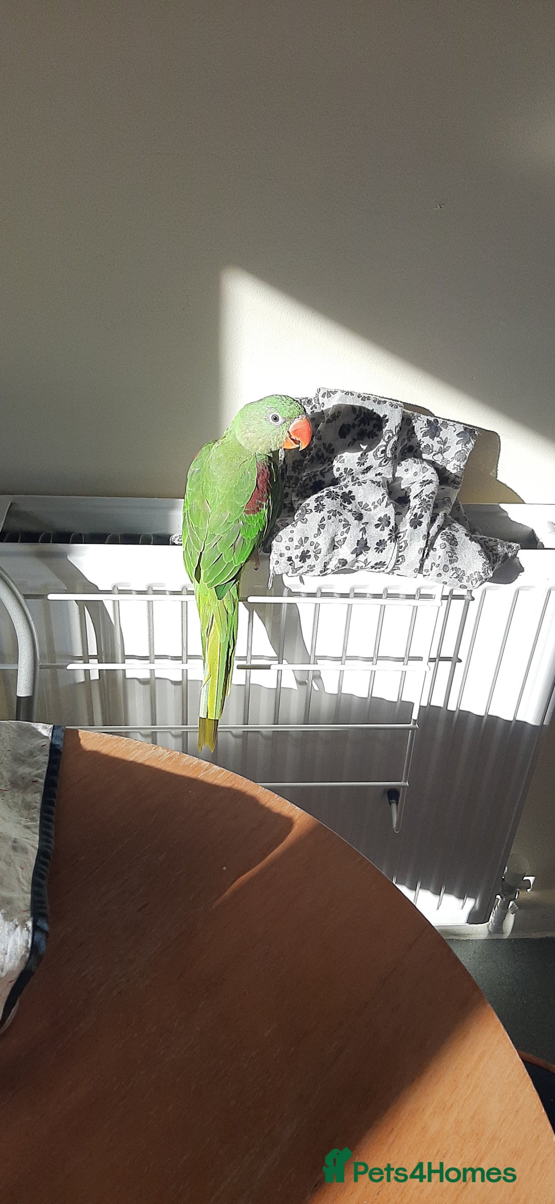 Parrots birds for sale: Alexandrine baby King birds ❣ in Peterborough - Image 2