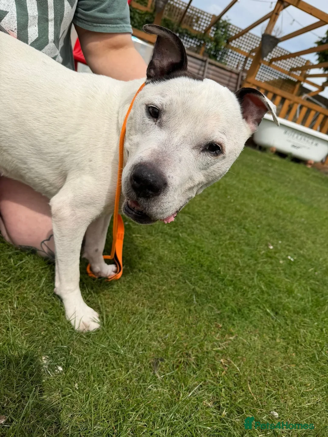 Staffordshire Bull Terrier dogs for adoption: Benson - Advert 2