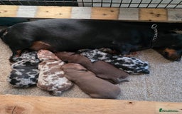 Miniature Dachshund dogs for sale: Beautiful miniature dachshund puppies - Image 12