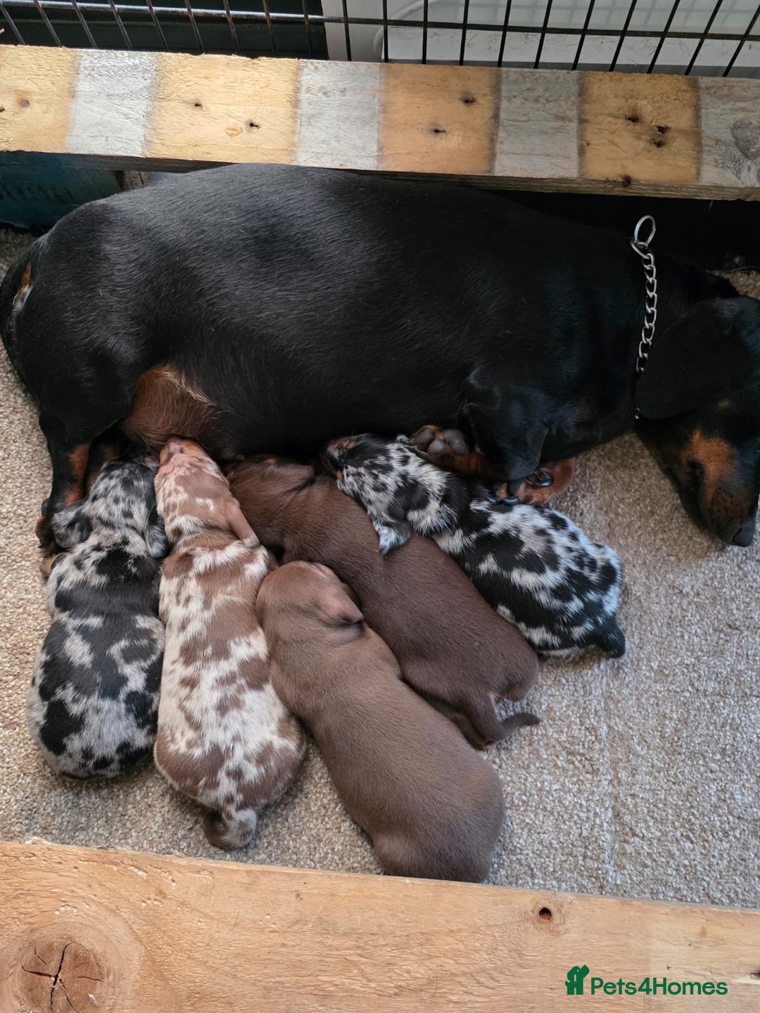 Miniature Dachshund dogs for sale: Beautiful miniature dachshund puppies - Image 12