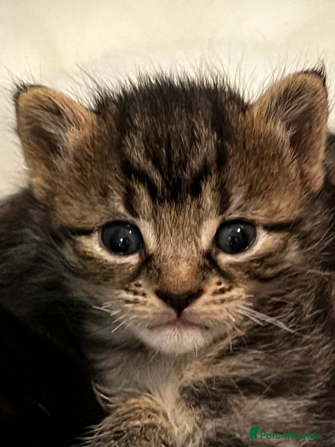 Mixed Breed cats for sale: 2 male , 2 female kittens for sale  - Image 6