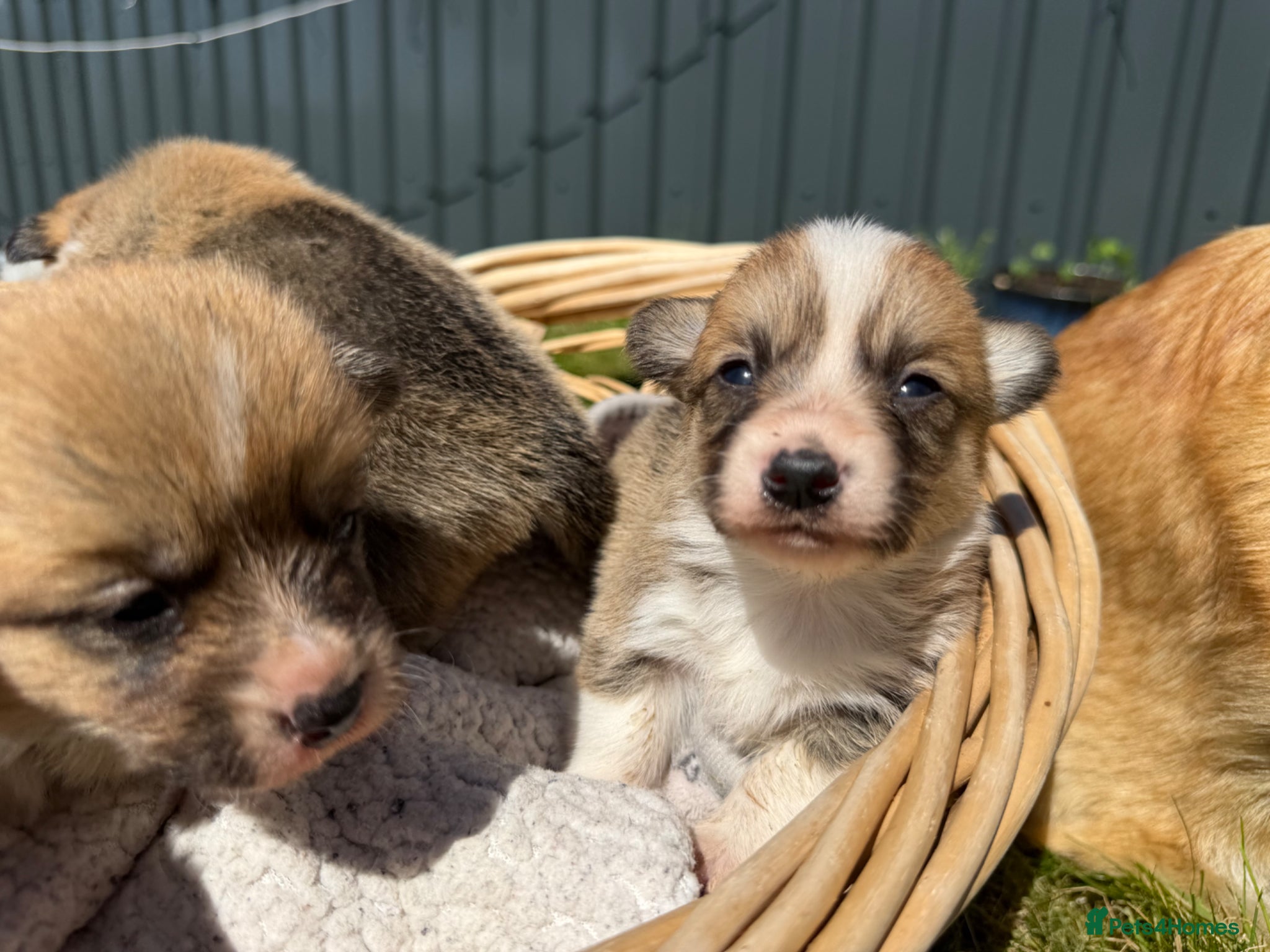 Welsh Corgi Pembroke dogs Pembrokeshire Corgi Girls - Advert 4