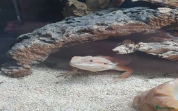 Bearded Dragon reptiles for sale: female bearded dragon with full set up - Image 8