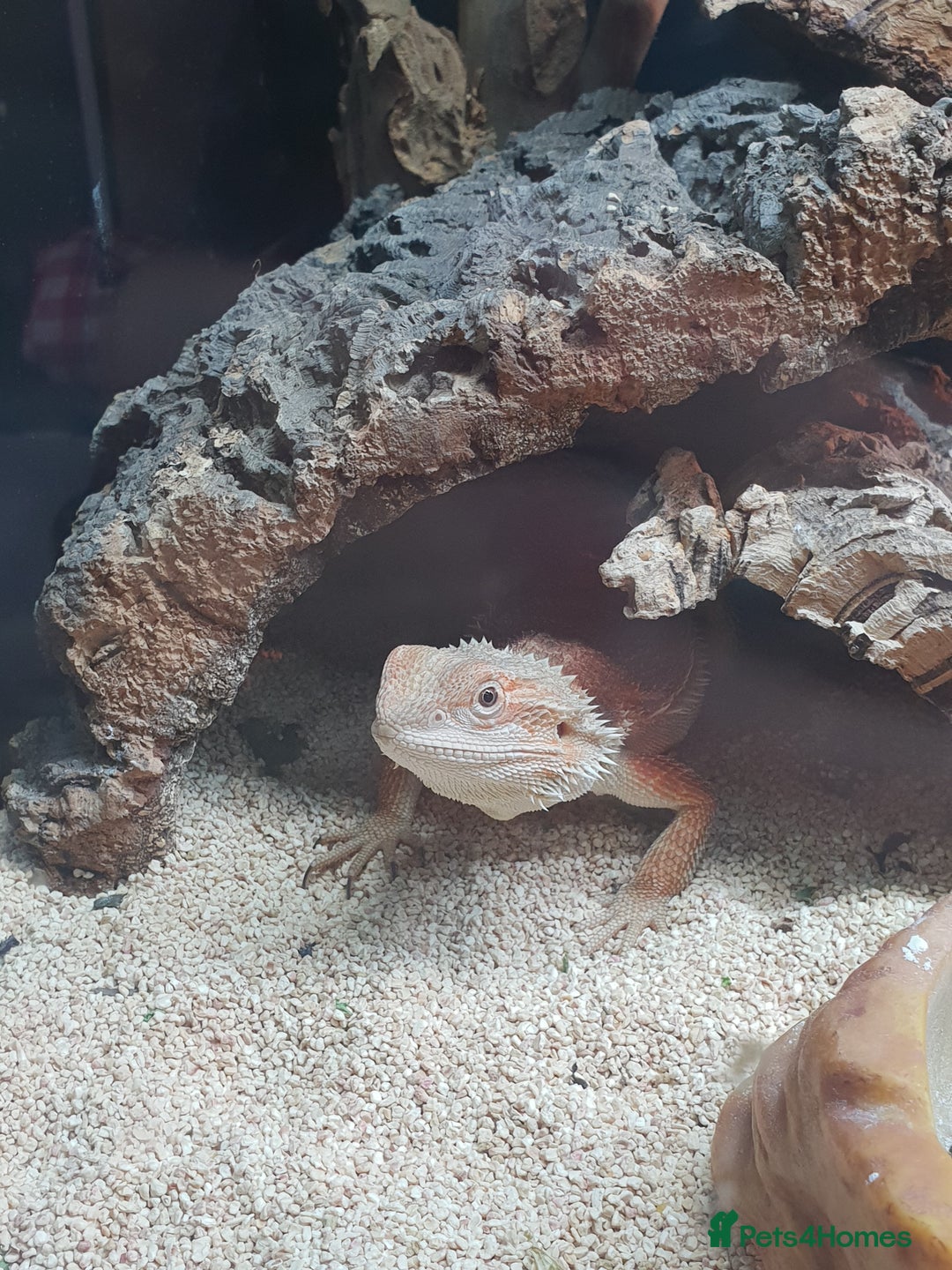 Bearded Dragon reptiles for sale: female bearded dragon with full set up - Image 8