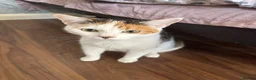 Domestic Shorthair cats for sale: Kittens for sale ASAP - Advert 3