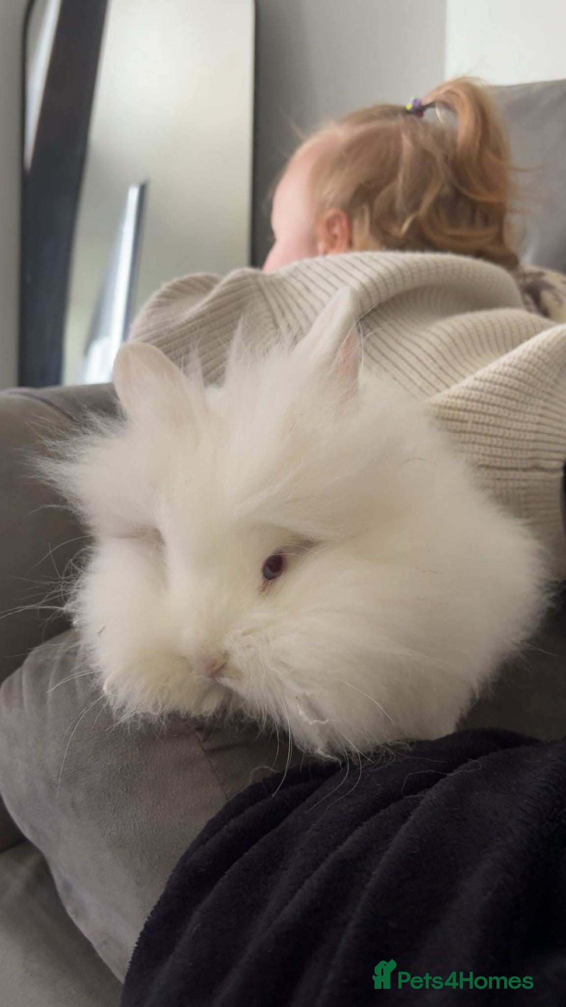 English Lop rabbits fluffy white rabbit  - Advert 3