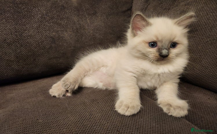 Ragdoll cats - Advert 1