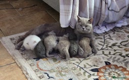 British Shorthair cats for sale: Beautiful full pedigree British  - Image 14