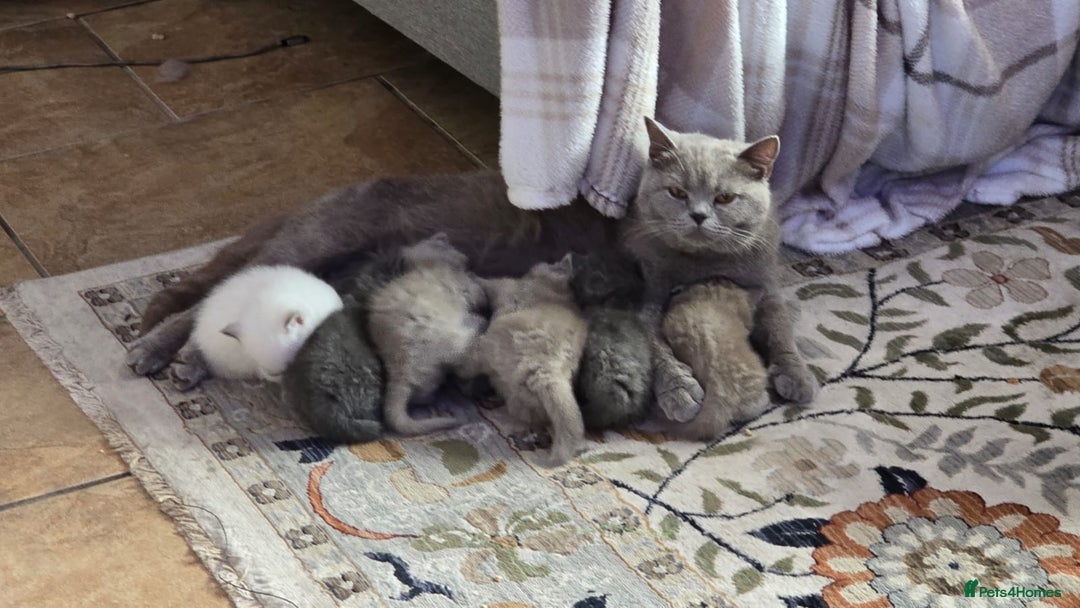 British Shorthair cats for sale: Beautiful full pedigree British  - Image 14