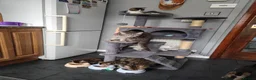 Mixed Breed cats for sale: Beautiful kittens ready for new home - Advert 18