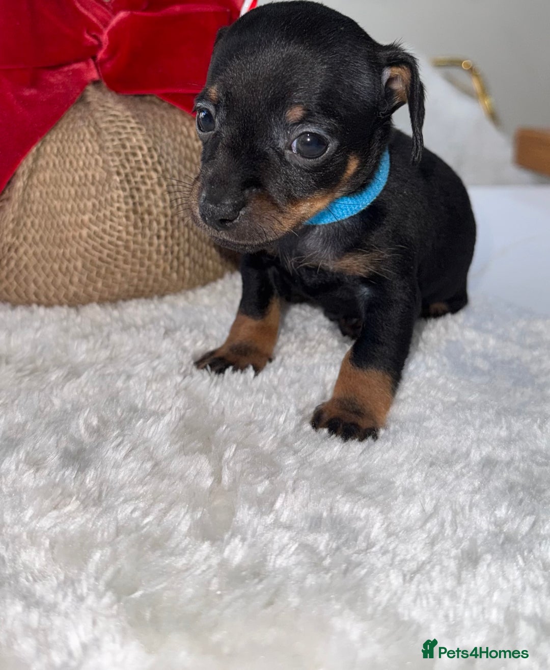 Chiweenie dogs for sale: 3 Gorgeous Girls & 2 Beautiful Boys  - Advert 17