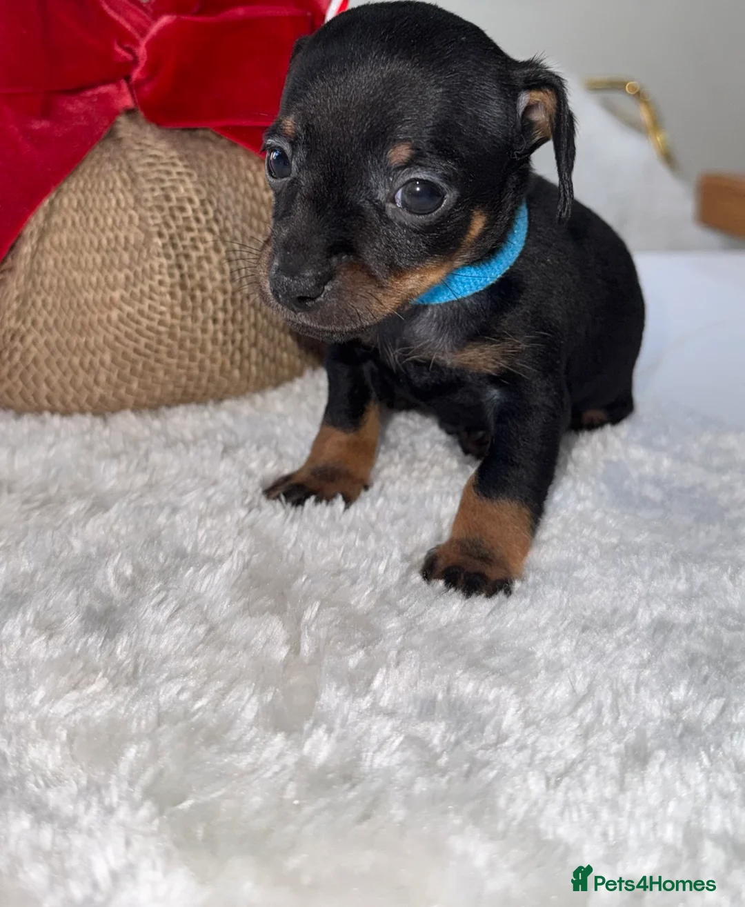 Chiweenie dogs for sale: Miniature Dachshund x Chihuahua  - Advert 30