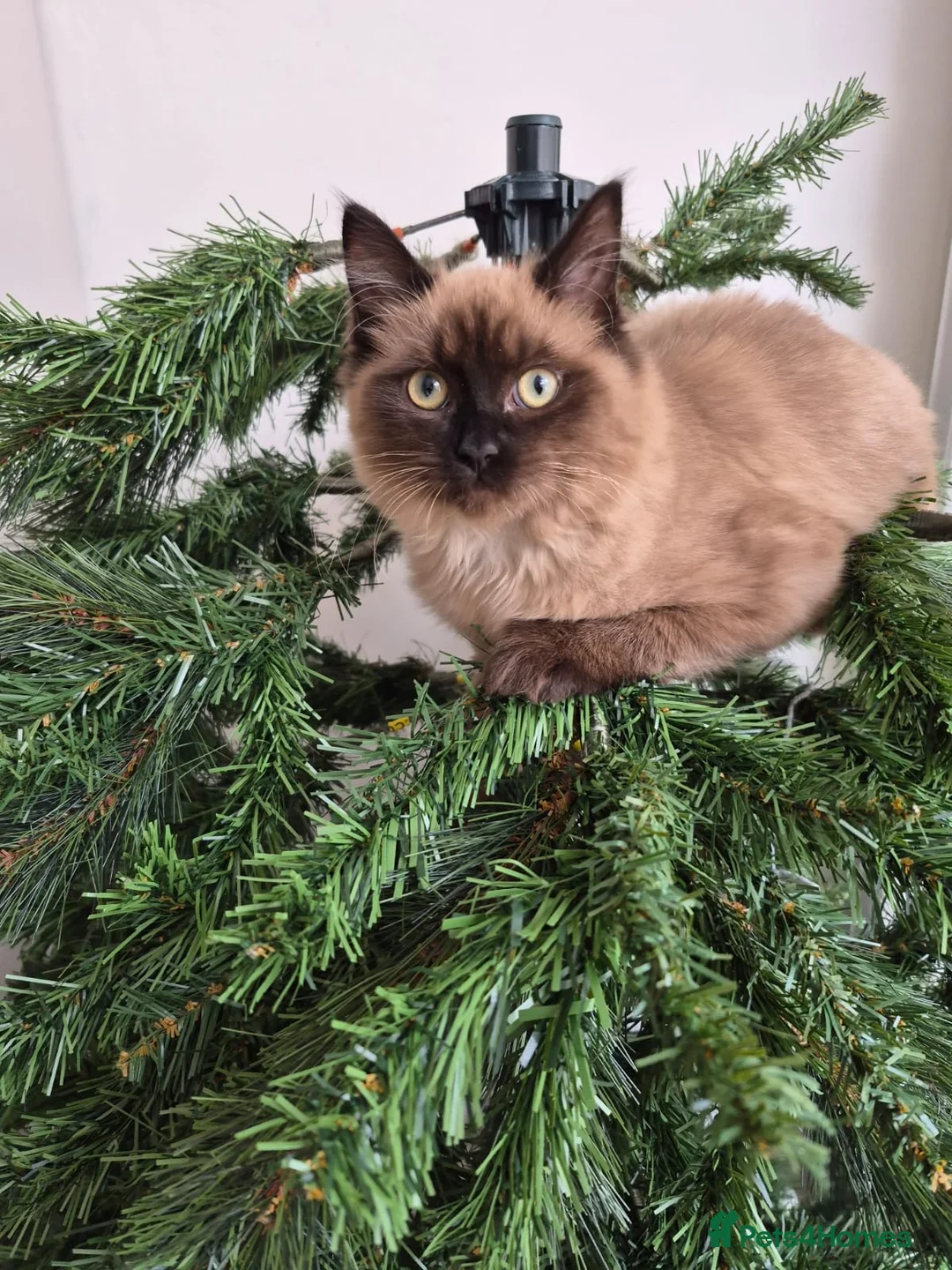 Ragdoll cats for sale: Ragdoll cross British blue  - Advert 2