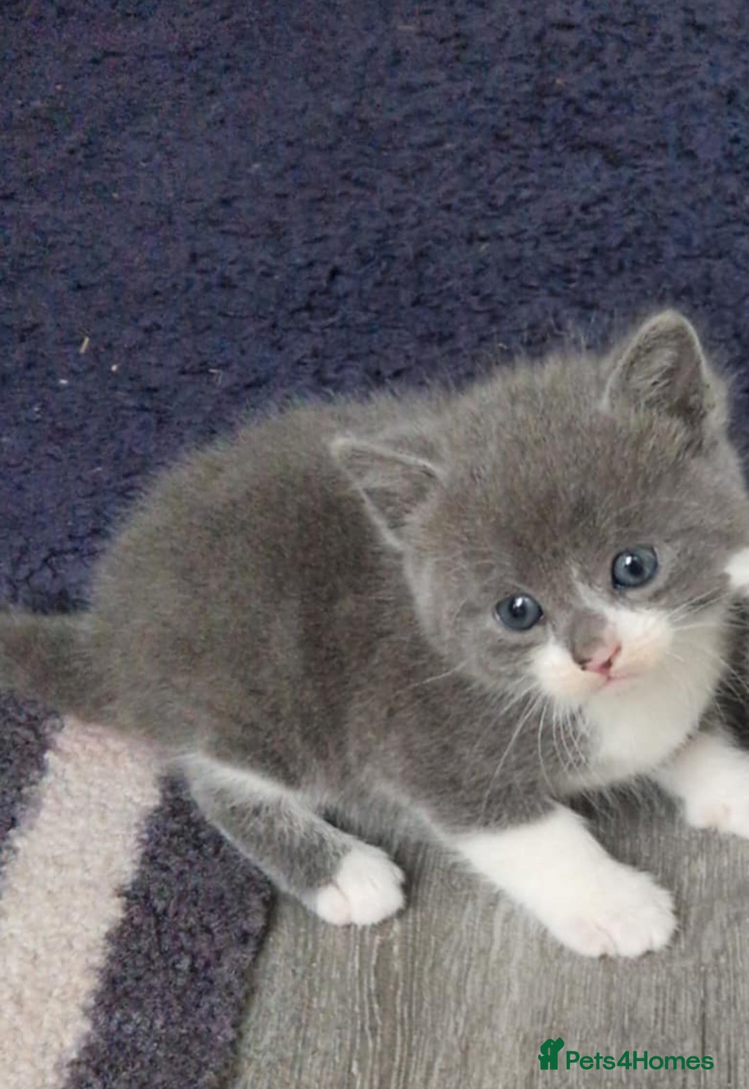 Mixed Breed cats for sale: 5 kittens for sale  - Image 11