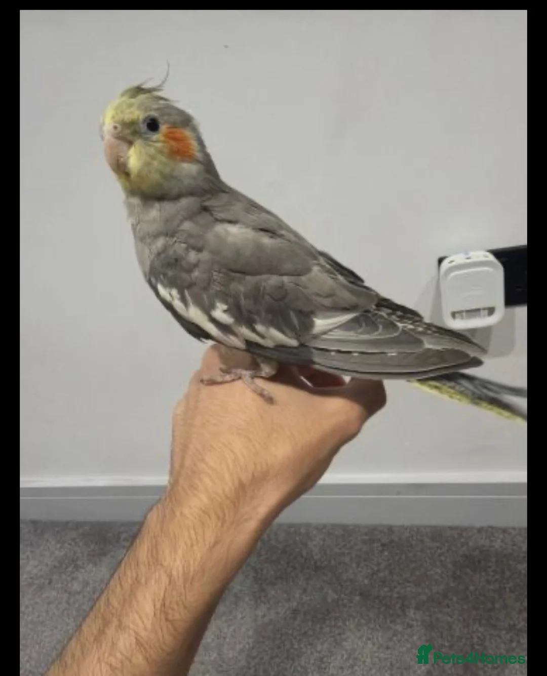 Cockatiels birds for sale: Cockatiel in Reading - Advert 2