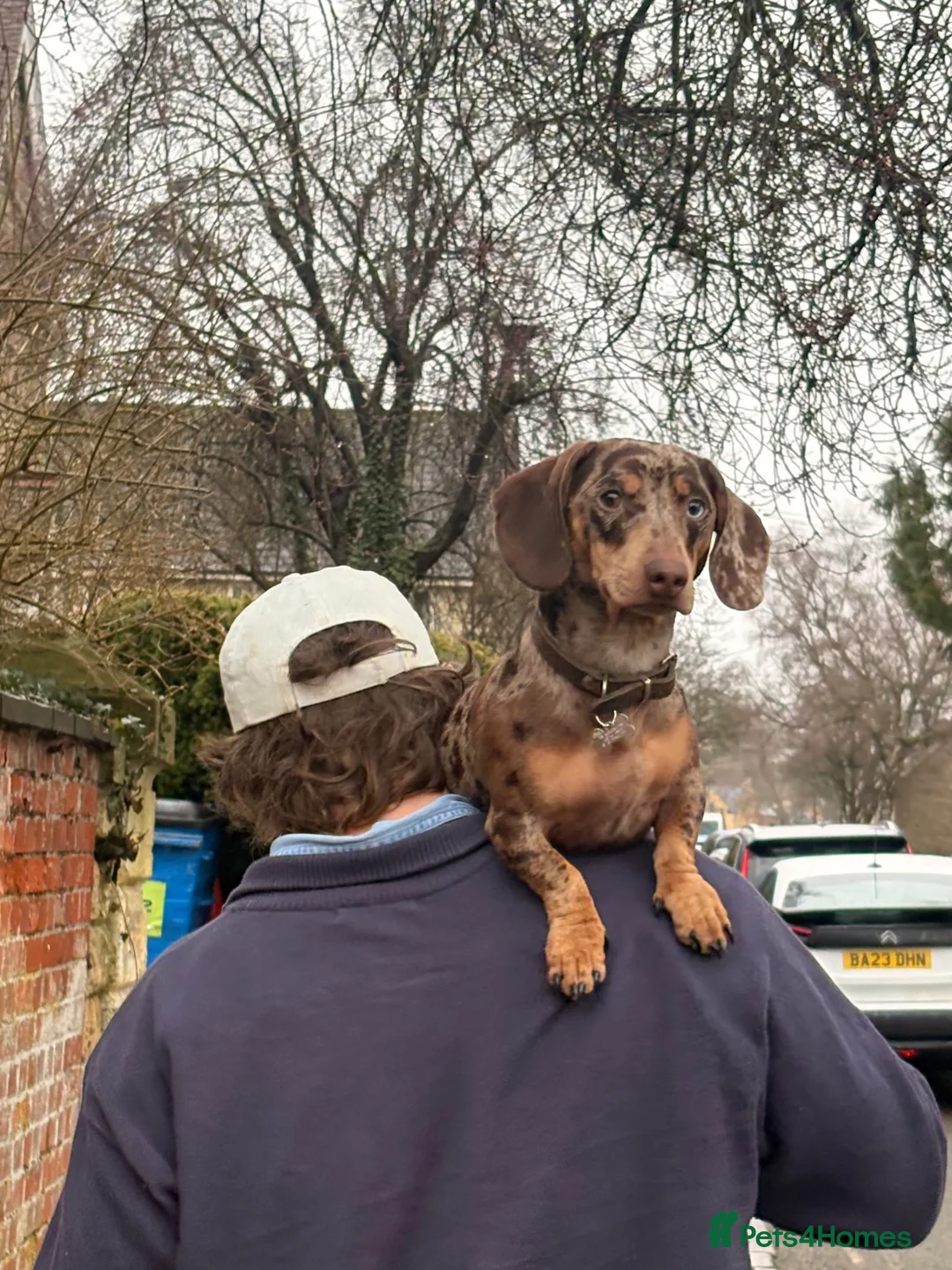 Dachshund dogs for stud: NOBBY 🤎 Seeking a girlfriend!!  - Advert 8