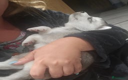 Siberian Husky dogs for sale: BEAUTIFUL SIBERIAN HUSKIES  - Image 12