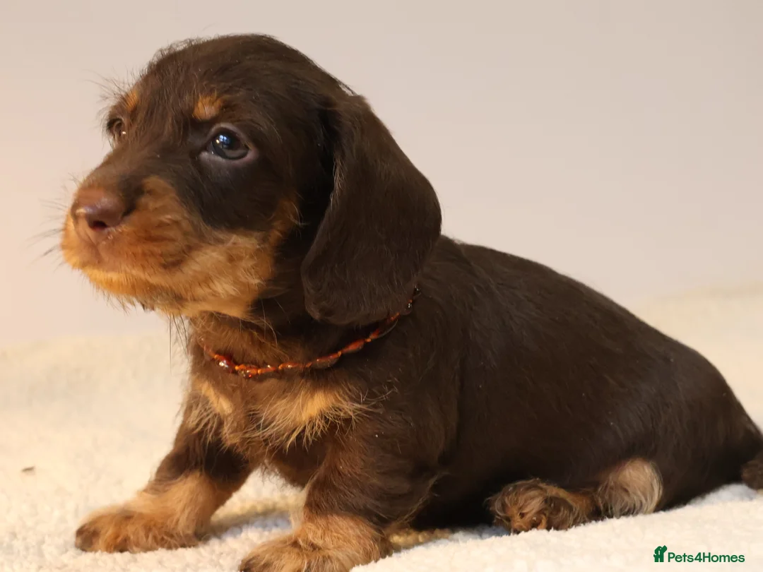 Miniature Dachshund dogs for sale: Choco+Wirehaired+5*Licensed+Kc+Praclear+Vetchecked - Advert 6