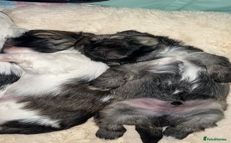 Shih Tzu dogs - Advert 16