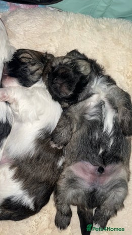 Shih Tzu dogs - Advert 1