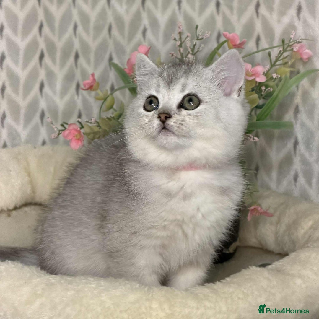 British Shorthair cats for sale: ⭐️Adorable TICA British Short/Long hair girls⭐️ - Advert 8