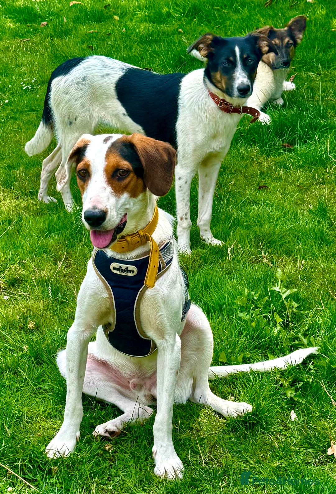 Foxhound dogs for adoption: Hugo – The Puppy Who Survived the Silence - Image 7